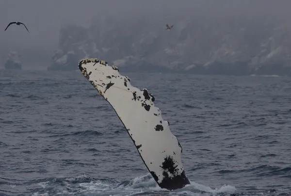 Humpback whales approach San Diego whale-watching boat as rescue dog watches from the bow