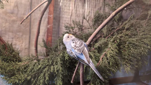 San Diego man receives federal sentence after attempting to smuggle 12 parakeets from Mexico at Otay Mesa