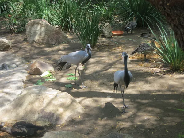 San Diego Zoo Safari Park offers free February admission for seniors 65 and older with ID