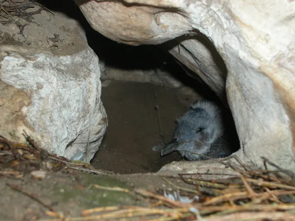 Birch Aquarium’s first parent-reared little blue penguin chick highlights a new phase in colony management