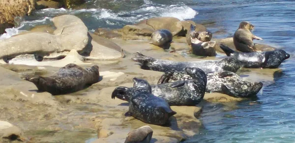 La Jolla roundup: seal rescue response, San Diego home project hearings, coastal upgrades, parking changes, scam warnings
